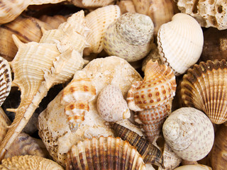 Seashells background