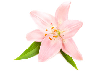 Naklejka na ściany i meble Pink lily on a white background