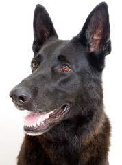 Black German Shepherd