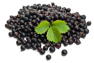 fresh blueberries with green leaf