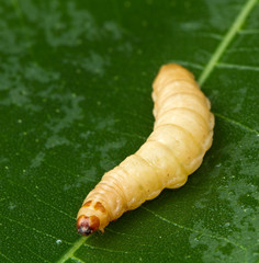 larva