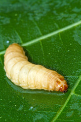 larva