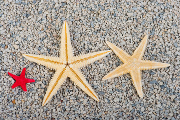 Starfish of sand