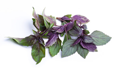 Basil isolated on the white background