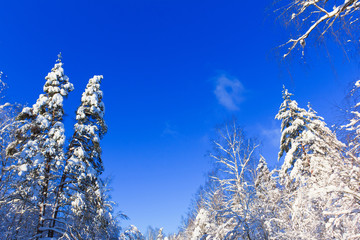 Winter Landscape with snow