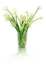 Onion leaves with flowers over white background