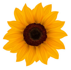Close up of beautiful yellow sunflower. Vector illustration.