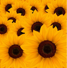 Naklejka premium Beautiful yellow sunflower background. Vector.