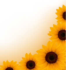 Beautiful yellow Sunflower background. Vector.