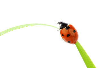 ladybug on grass