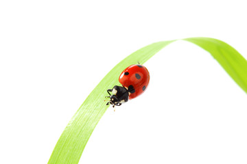 ladybug on grass