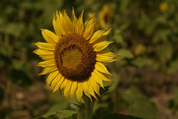 sunflower in a farm in Thailand