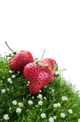 fresh strawberry on a green grass