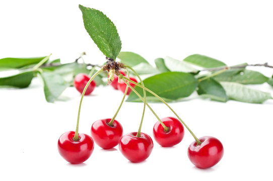 red fresh cherry and leaf