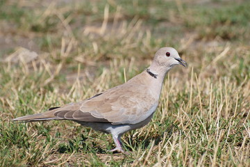 Collared Dove on grass, (Streptopelia turtur)