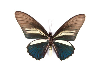 Green and yellow butterfly Battus crassus isolated