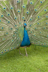 Indian Peafowl