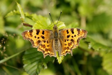 Obraz premium Polygonia c-album