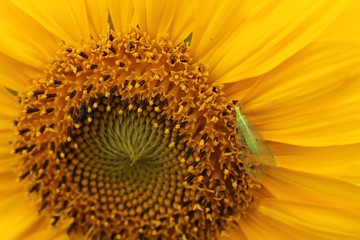 Chrysoperla carnea on a sunflower