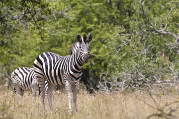 Zebra in Kruger National Park, South Africa