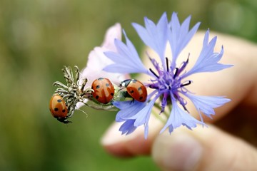 a collection of ladybugs