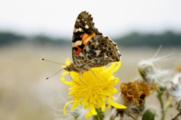 Vanessa cardui on a flower