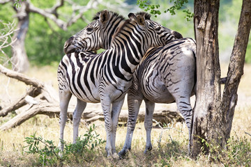 Fototapeta na wymiar Zebry w Parku Narodowym Krugera, RPA