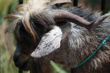Ziege