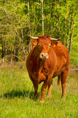 Limousin cows