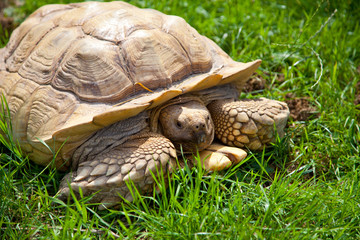 sulcata