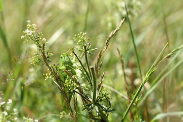 grasshopper hiding