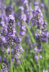 Lavendelpflanze, Südfrankreich