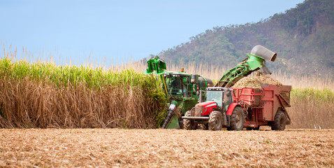 Obraz premium Sugar cane harvest