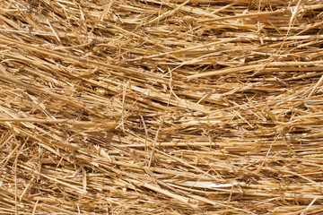 Close-up of dry hay