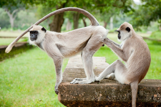 Monkey business