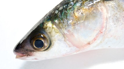 fish on white background