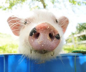 ブタ © bitter...。