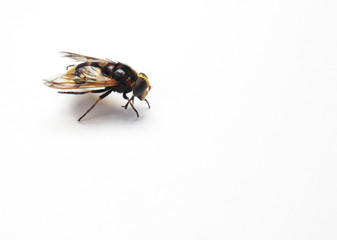 Beautiful and bright wasp on a white background