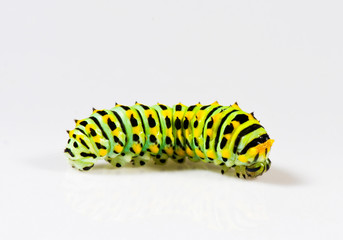 Colorful caterpillar