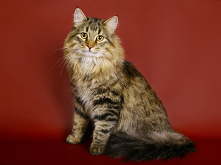 Siberian cat on burgundy background