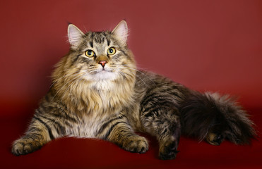 Siberian cat on burgundy background