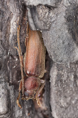 Dusky longhorn (Aphopalus rusticus) macro photo