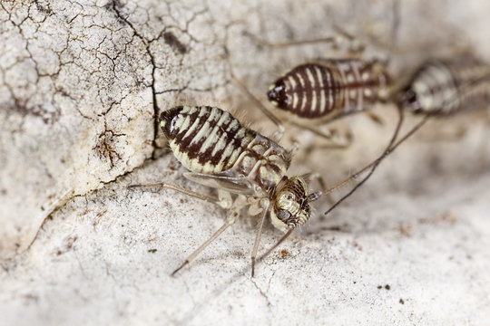 Barklice (Psocoptera) extreme close up