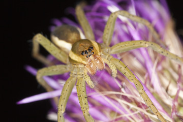 Young Dolomedes spider sitting on thistle