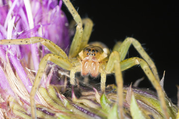 Young Dolomedes spider sitting on thistle