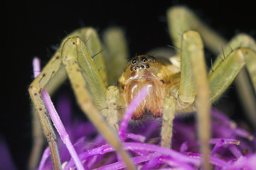 Young Dolomedes spider sitting on thistle