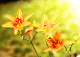 Fototapeta na wymiar lily flowers