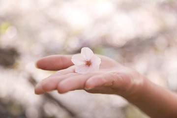 桜の花をのせた女性の手のひら