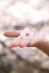 桜の花をのせた女性の手のひら