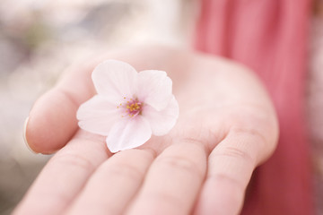 Obraz na płótnie Canvas 桜の花をのせた女性の手のひら